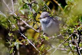 Attēlu rezultāti vaicājumam “Mylia anomala”