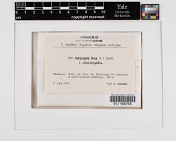 Attēlu rezultāti vaicājumam “Calypogeia azurea cells”