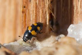 Attēlu rezultāti vaicājumam “Glischrochilus hortensis”