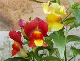 Attēlu rezultāti vaicājumam “Antirrhinum majus leaf”