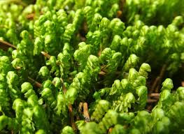 Attēlu rezultāti vaicājumam “Bazzania trilobata”