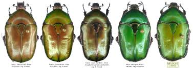 Attēlu rezultāti vaicājumam “Potosia cuprea imago”