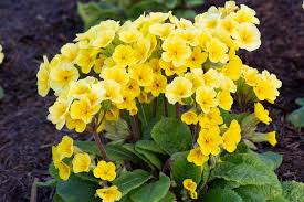 Attēlu rezultāti vaicājumam “Primula x polyantha”