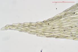 Attēlu rezultāti vaicājumam “Brachythecium salebrosum sporophyte”