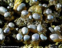 Attēlu rezultāti vaicājumam “Colloderma oculatum macro”