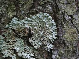 Attēlu rezultāti vaicājumam “Menegazzia terebrata”