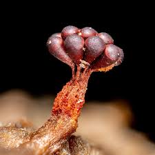 Attēlu rezultāti vaicājumam “Metatrichia floriformis spores”