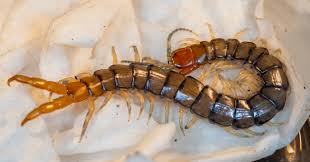 Attēlu rezultāti vaicājumam “Chilopoda”