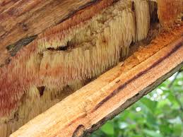 Attēlu rezultāti vaicājumam “Sarcodontia crocea”