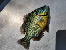 Image result for Lepomis gibbosus