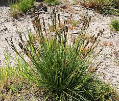 Attēlu rezultāti vaicājumam “Juncus squarrosus”