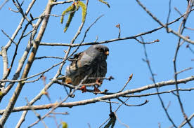 Image result for Falco vespertinus