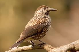 Attēlu rezultāti vaicājumam “Nucifraga caryocatactes adult”