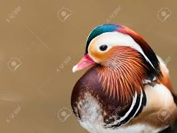 Attēlu rezultāti vaicājumam “Aix galericulata male”