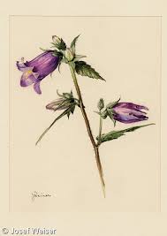 Attēlu rezultāti vaicājumam “Campanula trachelium bud”