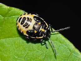 Attēlu rezultāti vaicājumam “Eurydema oleracea imago”