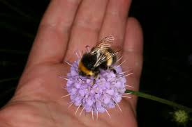 Attēlu rezultāti vaicājumam “Succisa pratensis bud”