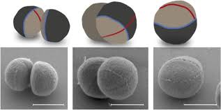 Attēlu rezultāti vaicājumam “Dicranella staphylina cells”