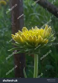 Attēlu rezultāti vaicājumam “Inula britannica bud”