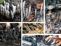 Attēlu rezultāti vaicājumam “Xylaria”