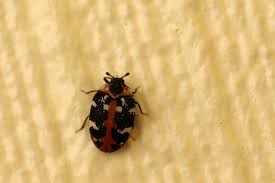 Attēlu rezultāti vaicājumam “Anthrenus scrophulariae”