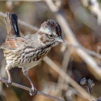 Image result for Wilsonia citrina