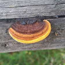 Attēlu rezultāti vaicājumam “Gloeophyllum sepiarium”