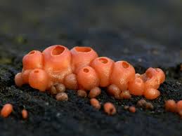 Attēlu rezultāti vaicājumam “Craterocolla cerasi”