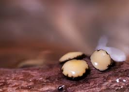 Attēlu rezultāti vaicājumam “Vibrissea decolorans”