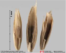 Attēlu rezultāti vaicājumam “Festuca pratensis”