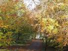 Autumn beeches at Balbirnie Park. The road leads to the craft Centre. - via Daymix