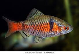 Image result for Barbus barbus