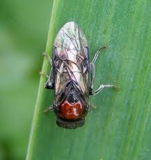 Attēlu rezultāti vaicājumam “Eriocampa ovata”