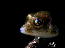 Image result for Rhizoprionodon terraenovae