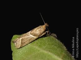 Attēlu rezultāti vaicājumam “Nyctegretis lineana”