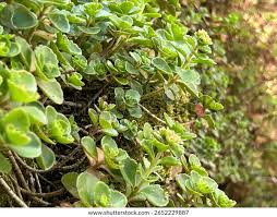 Attēlu rezultāti vaicājumam “Phedimus spurius”