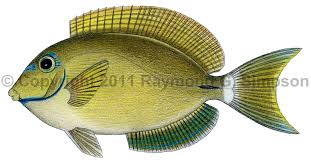 Image result for Acanthurus bahianus