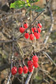 Attēlu rezultāti vaicājumam “Solanum dulcamara fruit”