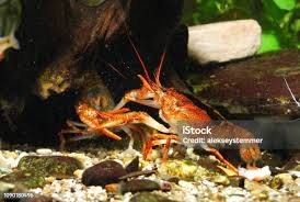 Attēlu rezultāti vaicājumam “Astacus leptodactylus”