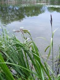 Attēlu rezultāti vaicājumam “Carex riparia”