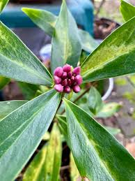 Attēlu rezultāti vaicājumam “Daphne mezereum leaf”