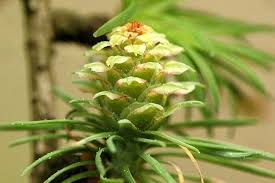 Attēlu rezultāti vaicājumam “Larix decidua flower”