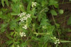 Attēlu rezultāti vaicājumam “Carum carvi flower”