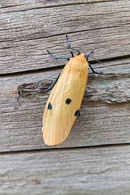 Attēlu rezultāti vaicājumam “Lithosia quadra male”