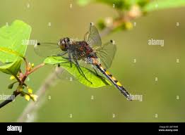 Attēlu rezultāti vaicājumam “Leucorrhinia pectoralis female”
