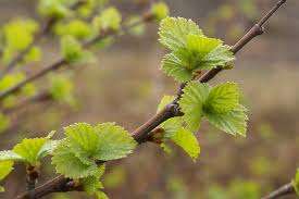 Attēlu rezultāti vaicājumam “Betula humilis”