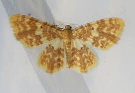 Attēlu rezultāti vaicājumam “Hydrelia flammeolaria”