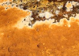 Attēlu rezultāti vaicājumam “Gloeoporus taxicola”