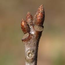 Attēlu rezultāti vaicājumam “Quercus rubra bud”