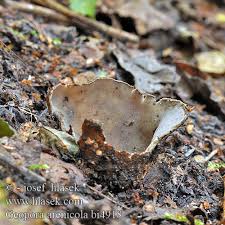 Attēlu rezultāti vaicājumam “Geopora arenicola”